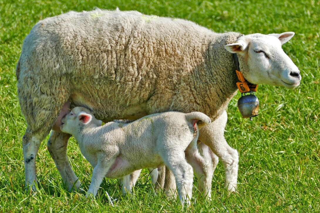 Keine Tierhaltungsbedingungen