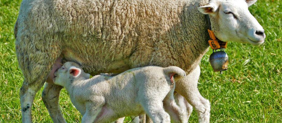 Keine Tierhaltungsbedingungen