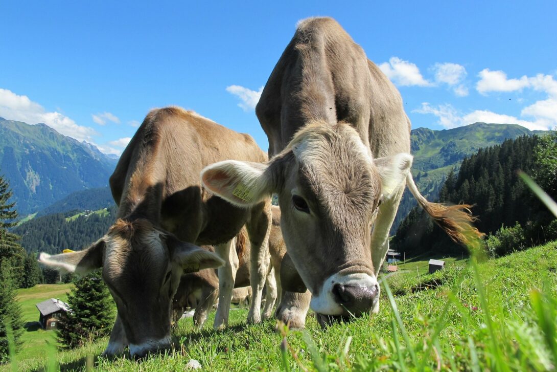 Scientists have trained cows on toilets to fight global warming