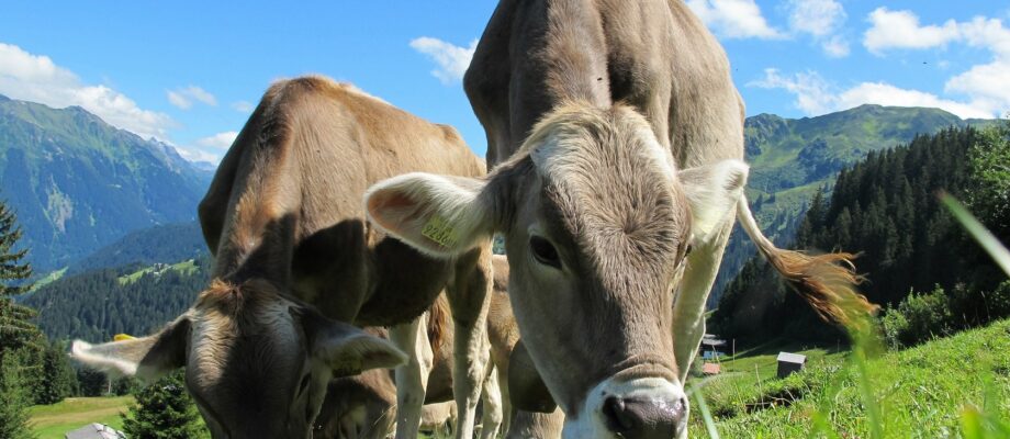 Wissenschaftler haben Kühe auf Toiletten trainiert, um die globale Erwärmung zu bekämpfen