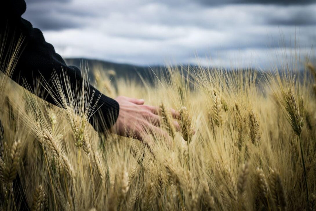 Aufsatz über die Landwirtschaft