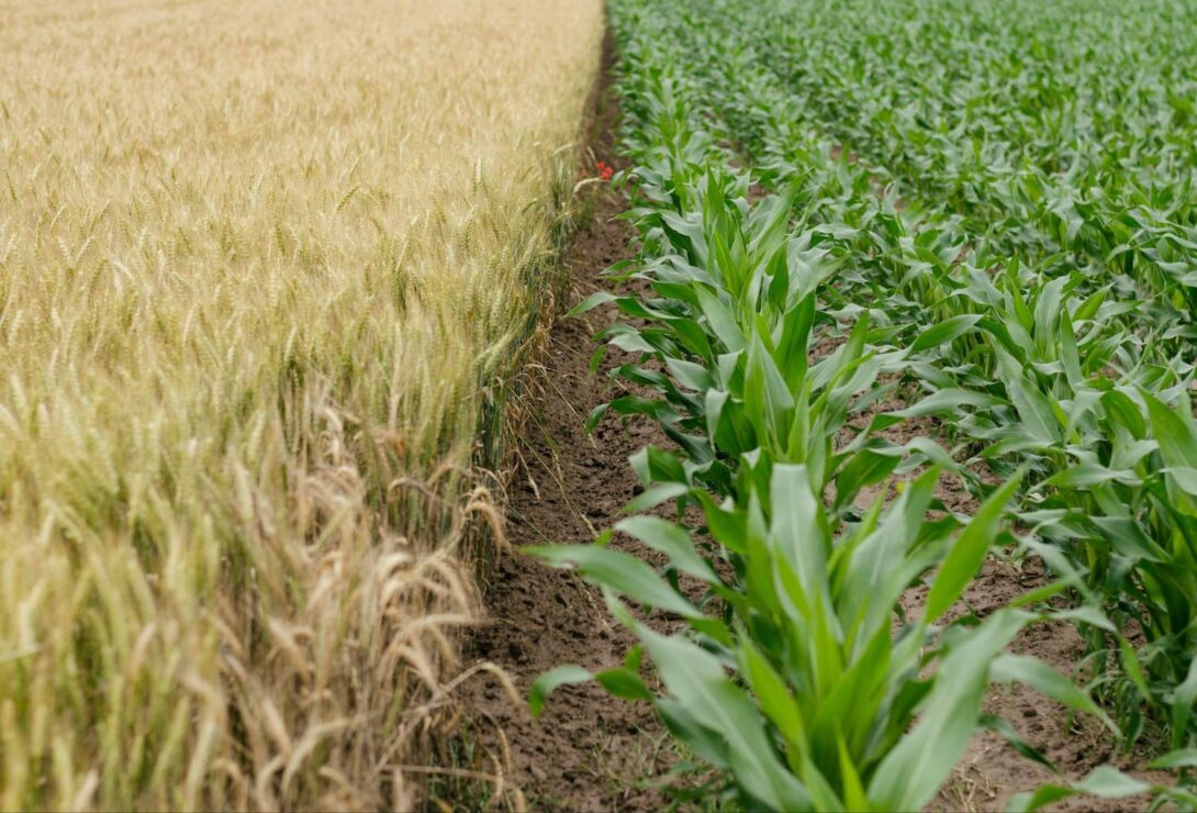 Studenten und Agrarökologie: Wie Bildung die Landwirtschaft verändern kann Studenten und Agrarökologie: Wie Bildung die Landwirtschaft verändern kann