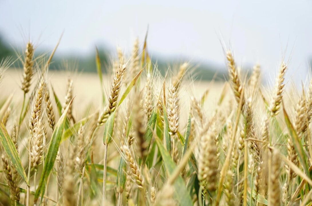 Plowing Through Theory: Academic Labor and Agricultural Metaphors in German Scholarship Plowing Through Theory: Academic Labor and Agricultural Metaphors in German Scholarship