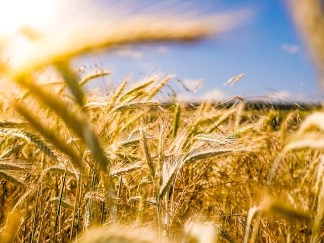 Methoden und Ansätze in der akademischen Forschung zur deutschen Landwirtschaft Methoden und Ansätze in der akademischen Forschung zur deutschen Landwirtschaft