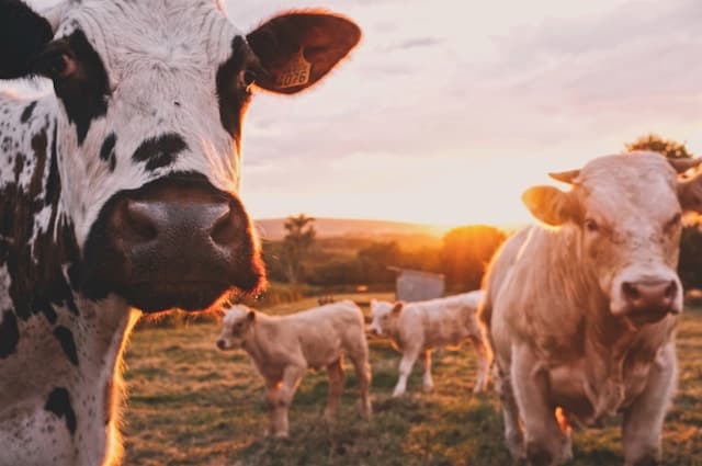 Professionelle Bachelorarbeit im Bereich Landwirtschaft: Spezifika und Besonderheiten Professionelle Bachelorarbeit im Bereich Landwirtschaft: Spezifika und Besonderheiten