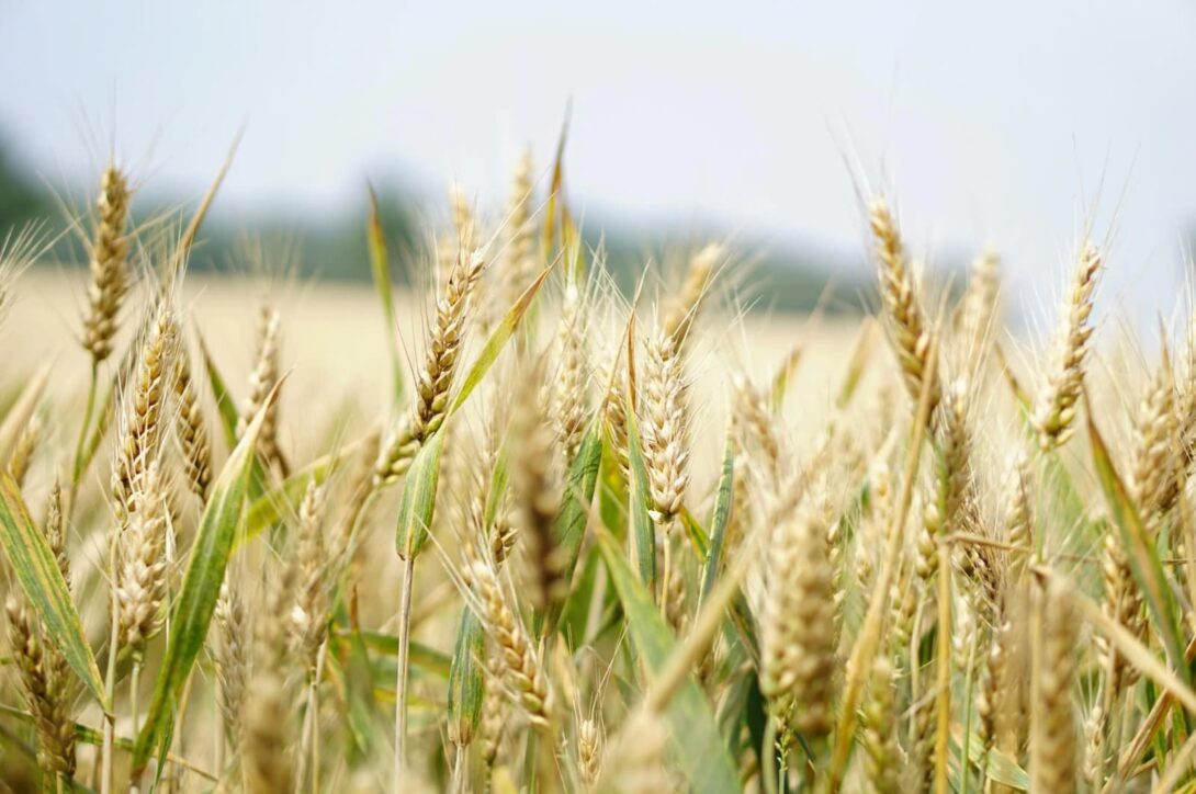 Forschungsthemen zur deutschen Landwirtschaft: Inspiration für Ihre Dissertation Forschungsthemen zur deutschen Landwirtschaft: Inspiration für Ihre Dissertation